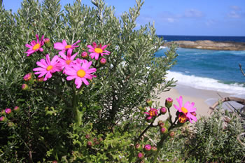 Wildflowers at Lights Beach, Denmark
